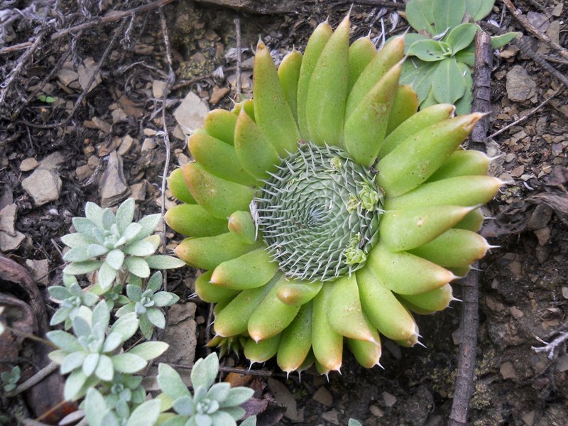 Image of Orostachys spinosa specimen.