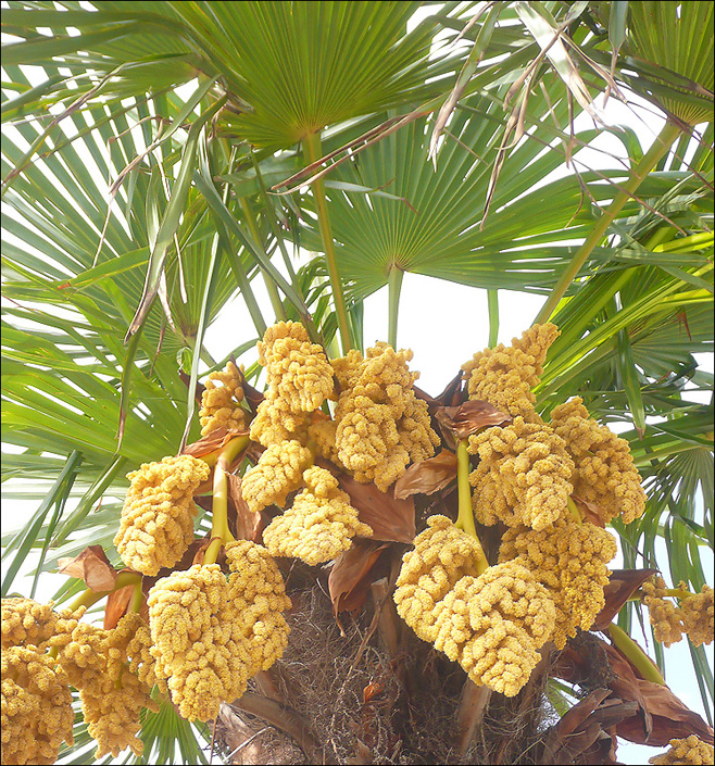 Image of Trachycarpus fortunei specimen.