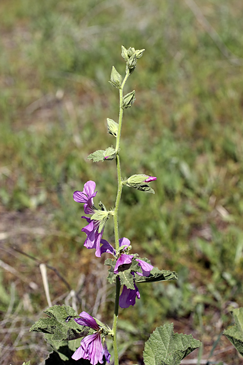 Изображение особи Alcea baldschuanica.