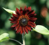 Helianthus annuus. Верхушка цветущего растения (декоративная форма \"Красный подсолнух\"). Московская обл., Раменский р-н, окр. дер. Хрипань, садовый участок. 09.08.2011.