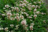 Trifolium repens. Цветущие растения. Московская обл., Раменский р-н, Хрипань, луг. 24.06.2007.