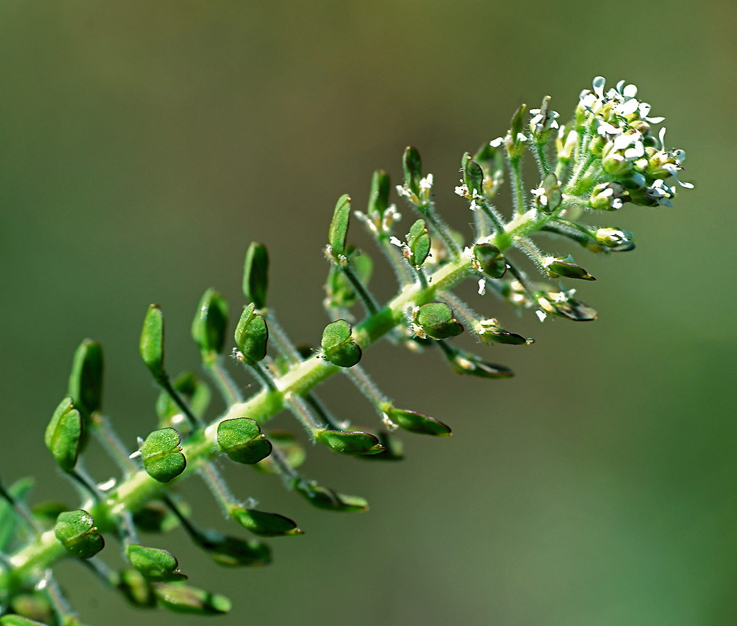 Image of Lepidium campestre specimen.