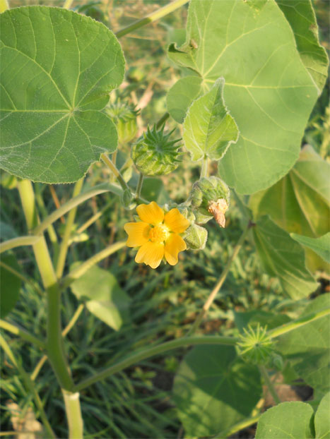 Image of Abutilon theophrasti specimen.