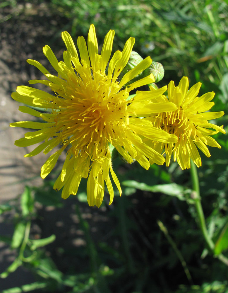 Image of Sonchus arvensis ssp. uliginosus specimen.