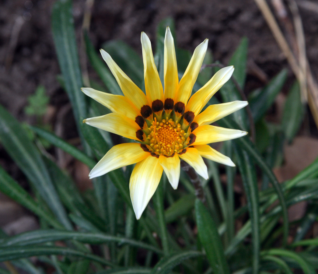 Image of genus Gazania specimen.