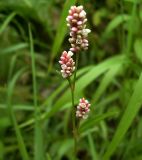 Persicaria maculosa. Соцветие. Курская обл., Железногорский р-н, пос. Каменец, дачи Жуковец. 28 июля 2006 г.