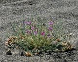 Oxytropis mongolica. Отцветающее плодоносящее растение на песчаных пляжах озера Дургунь-Нур. Монголия, Ховд аймак, Чандмань сомон. 20 июня 2004 г.
