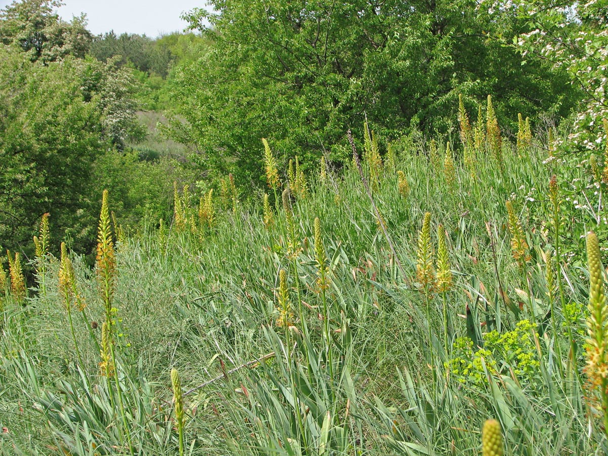 Image of Eremurus spectabilis specimen.