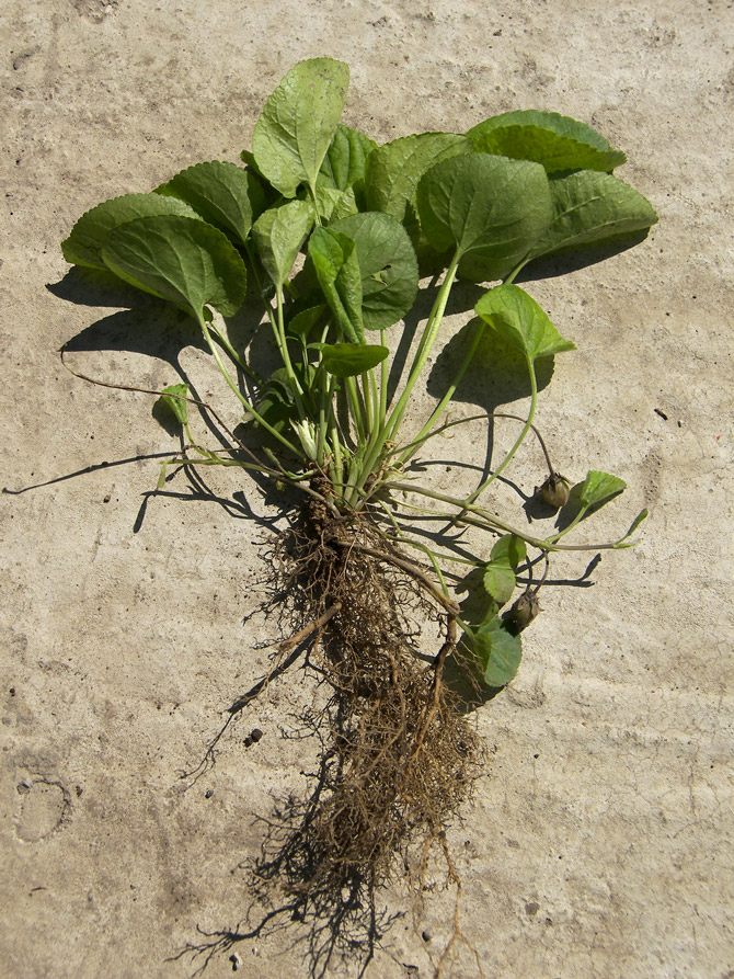 Image of Viola suavis specimen.