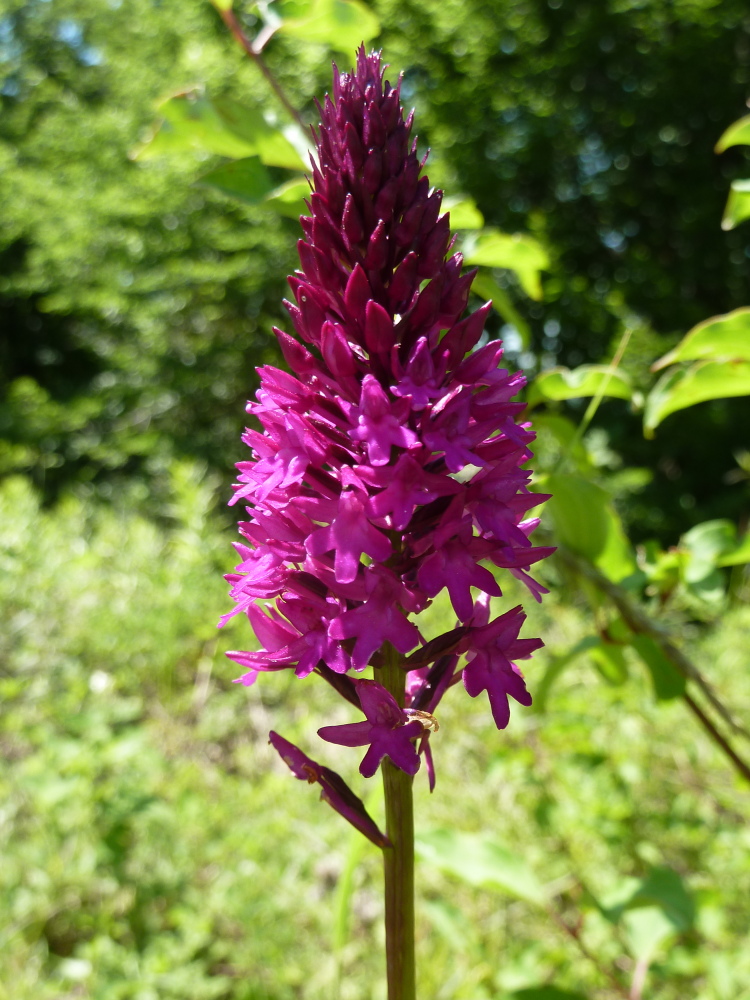 Изображение особи Anacamptis pyramidalis.