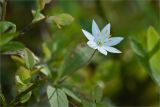 Trientalis europaea. Цветок. Карелия, Заонежье, мыс Клим Нос. 14.06.2012.