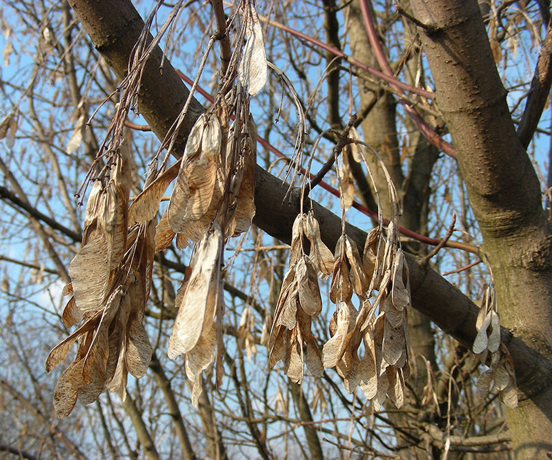 Image of Acer negundo specimen.