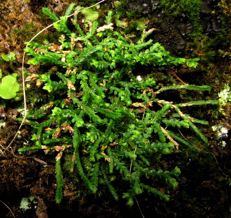 Image of Selaginella borealis specimen.