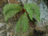 Dryopteris fragrans. Растение на скале. Приморский край, г. Находка. 12.09.2012.