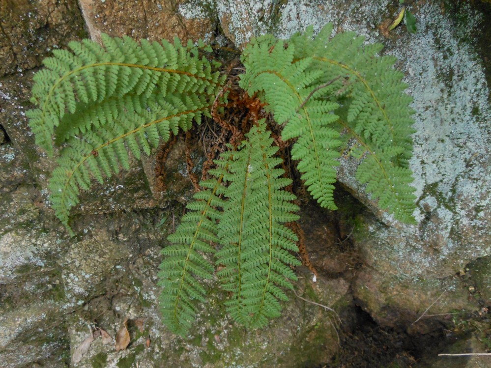 Image of Dryopteris fragrans specimen.