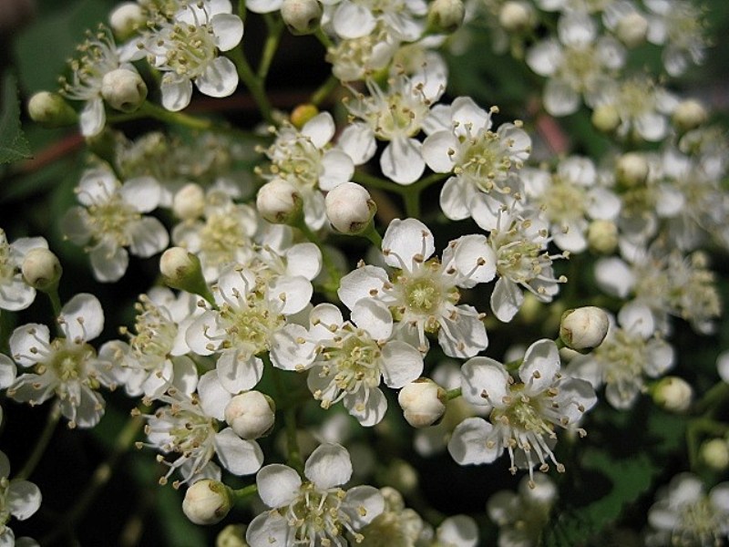 Изображение особи Sorbus commixta.