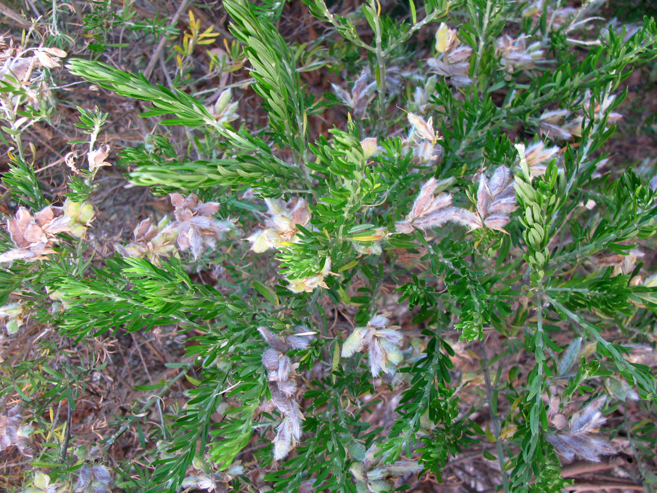 Image of genus Genista specimen.