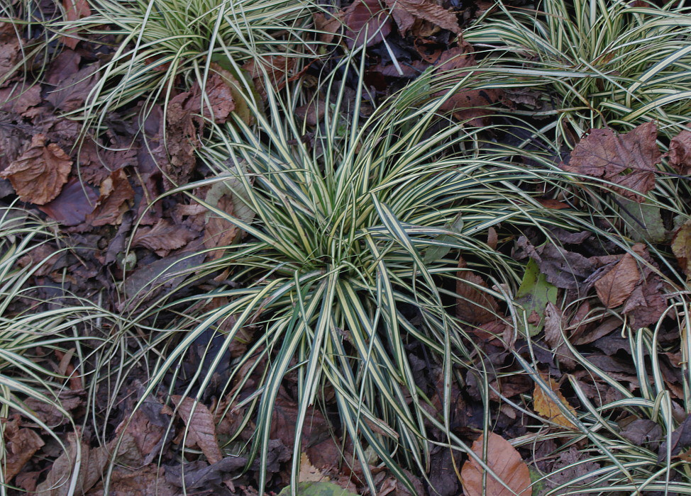 Image of Carex hachijoensis specimen.