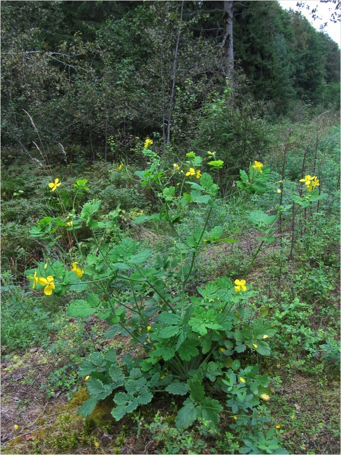 Image of Chelidonium majus specimen.