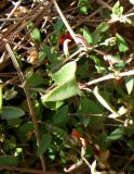 Chenopodium nutans. Средняя часть плодоносящего растения. Испания, Каталония, Жирона, Тосса-де-Мар, крепость Вила-Велья. 24.06.2012.