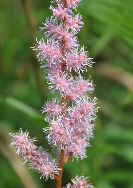 Image of Astilbe chinensis specimen.