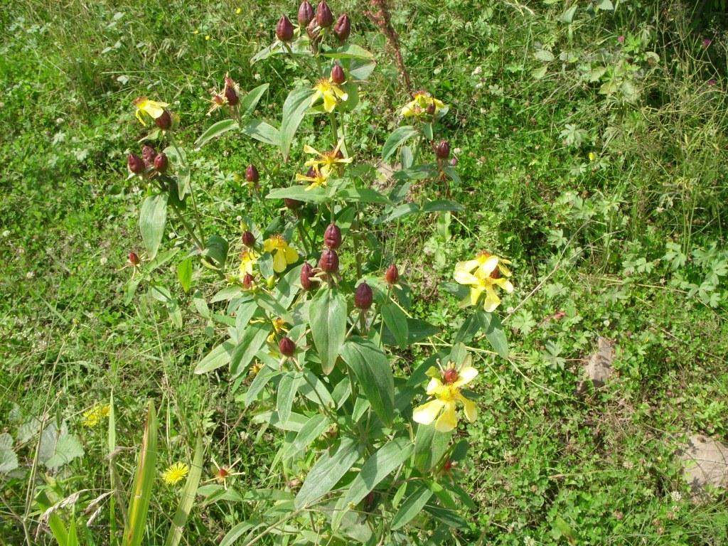 Image of Hypericum gebleri specimen.