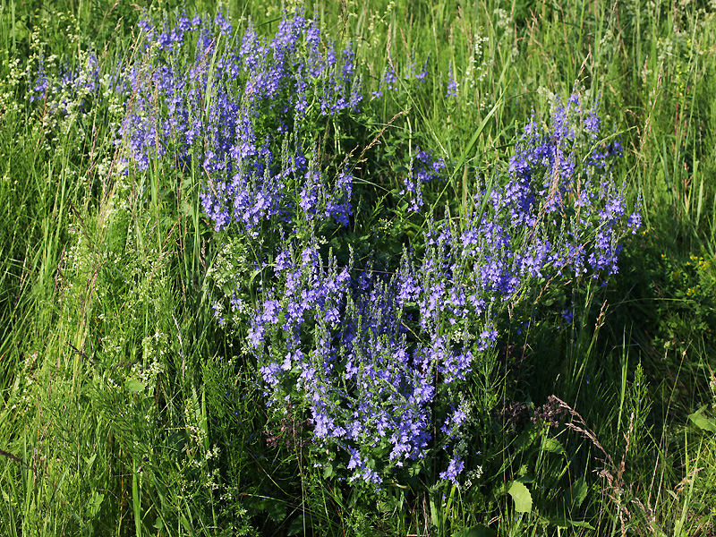 Изображение особи Veronica teucrium.