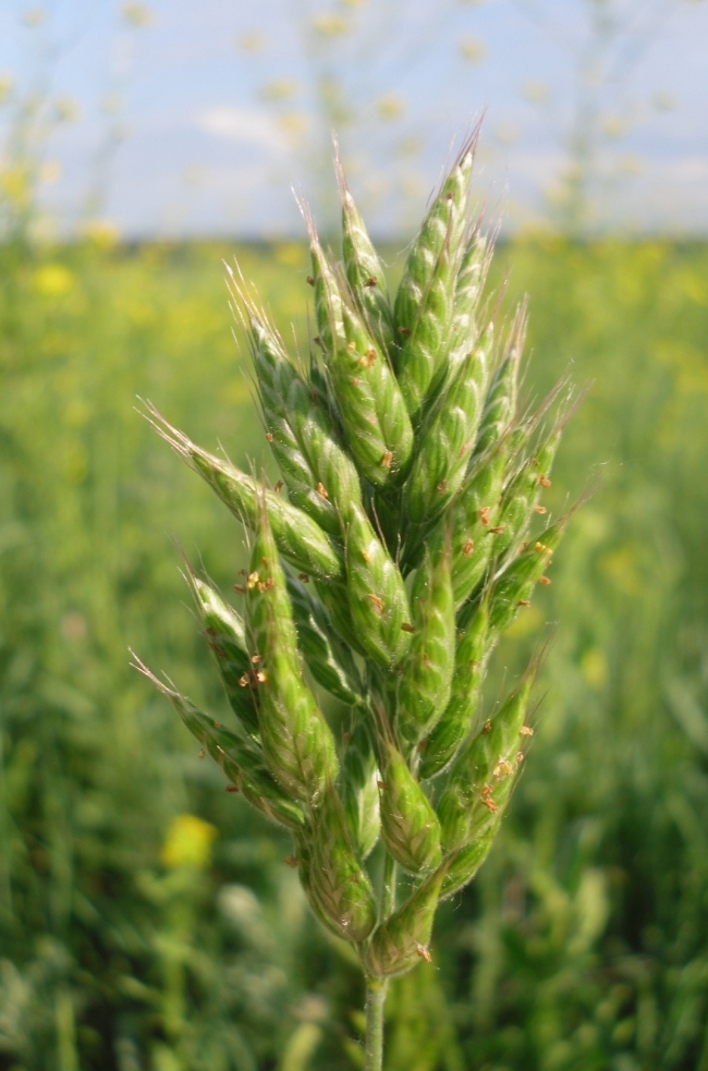 Image of Bromus hordeaceus specimen.