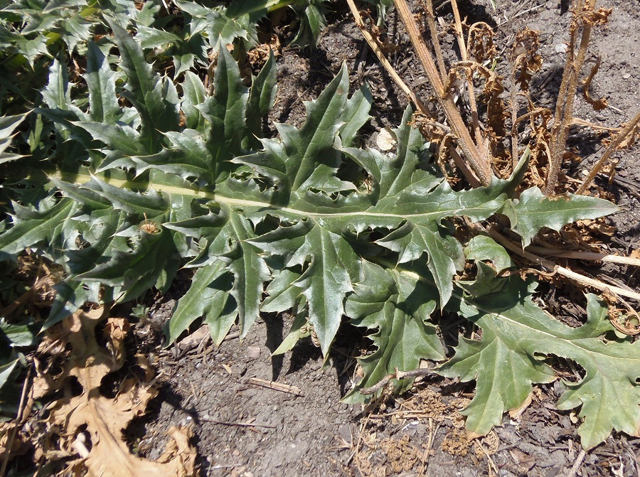 Image of Carduus thoermeri specimen.