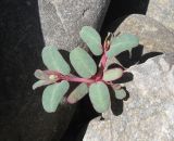 Euphorbia peplis. Плодоносящее растение. Южный Берег Крыма, заказник \"Канака\", берег моря. 2 июня 2013 г.