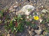 Potentilla reptans. Цветущее растение. Краснодарский край, окр. г. Крымск, берег р. Адагум, рекультивированный после наводнения 2012 г. 15.06.2013.