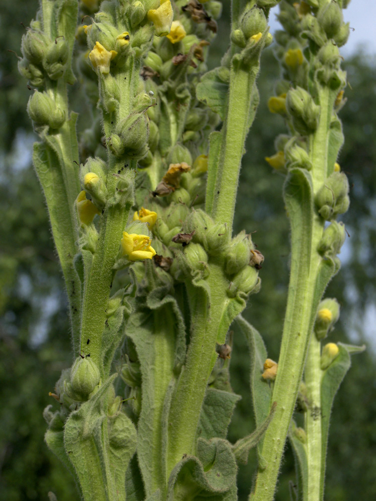 Изображение особи Verbascum thapsus.