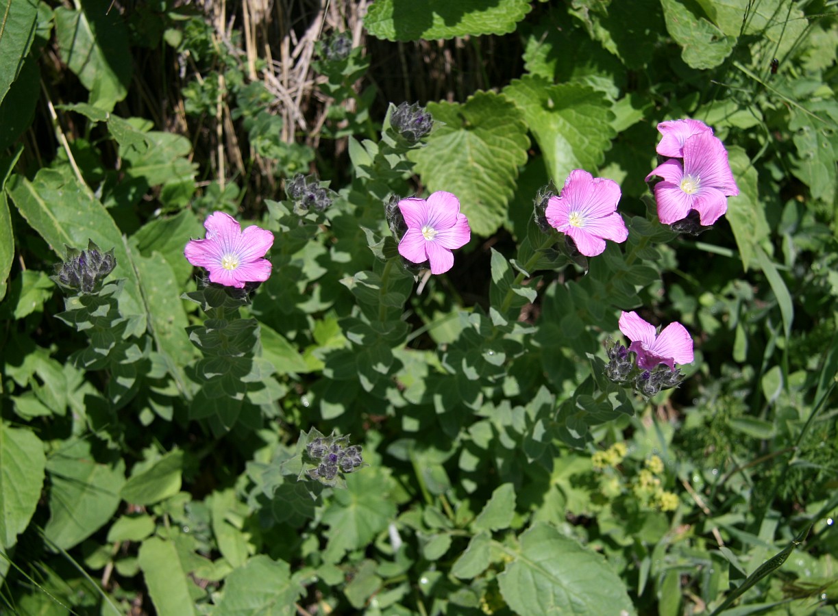 Image of Linum hypericifolium specimen.