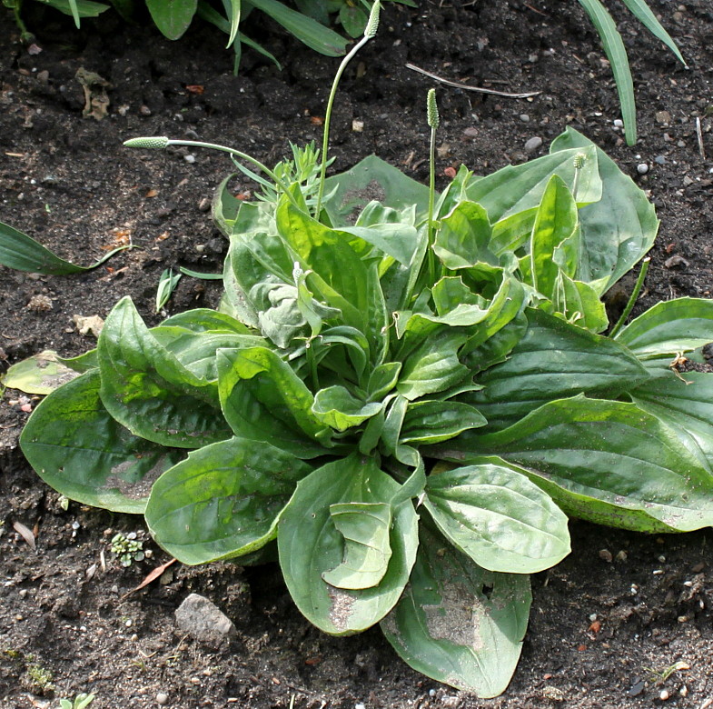 Image of Plantago asiatica specimen.