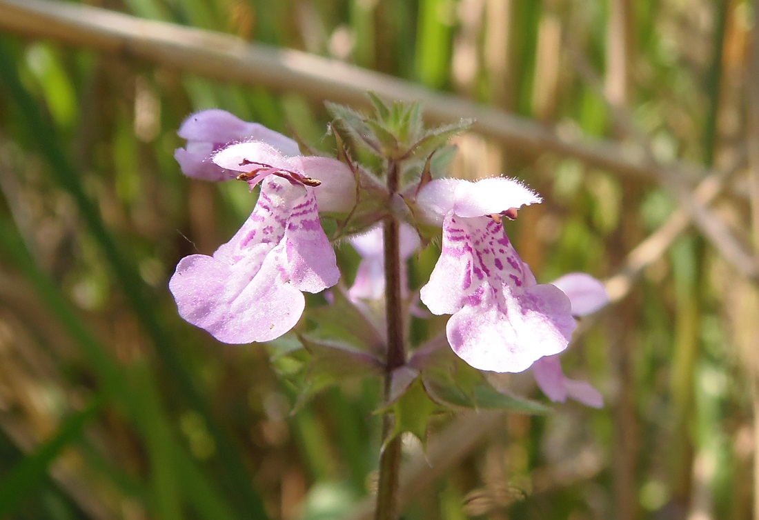 Image of Stachys palustris specimen.