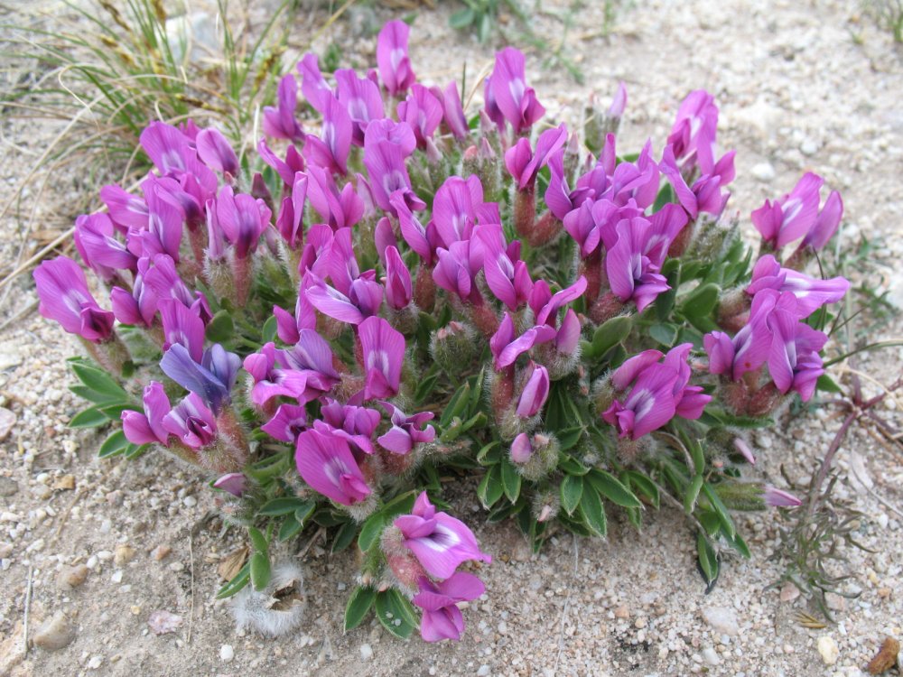 Image of Oxytropis triphylla specimen.