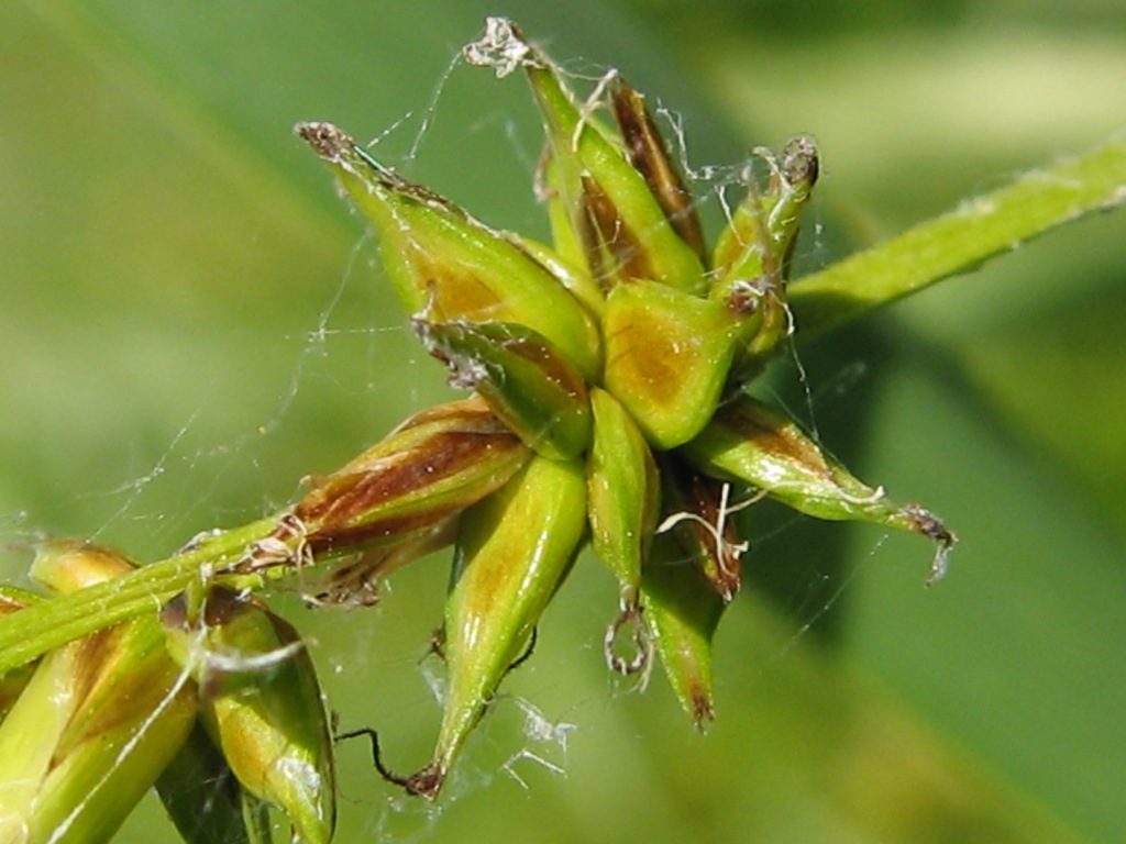 Image of Carex spicata specimen.