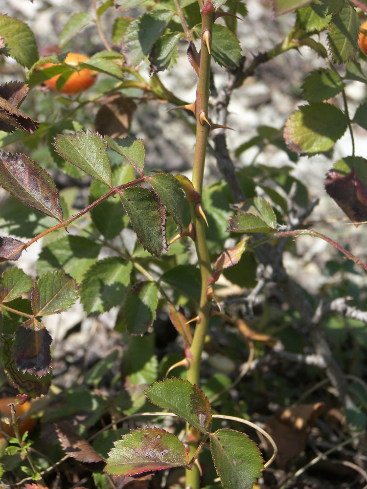 Image of Rosa gallica specimen.