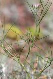 Cuminum setifolium. Верхушка расцветающего растения. Южный Казахстан, восточная граница пустыни Кызылкум. 08.05.2013.