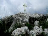 Ferula communis