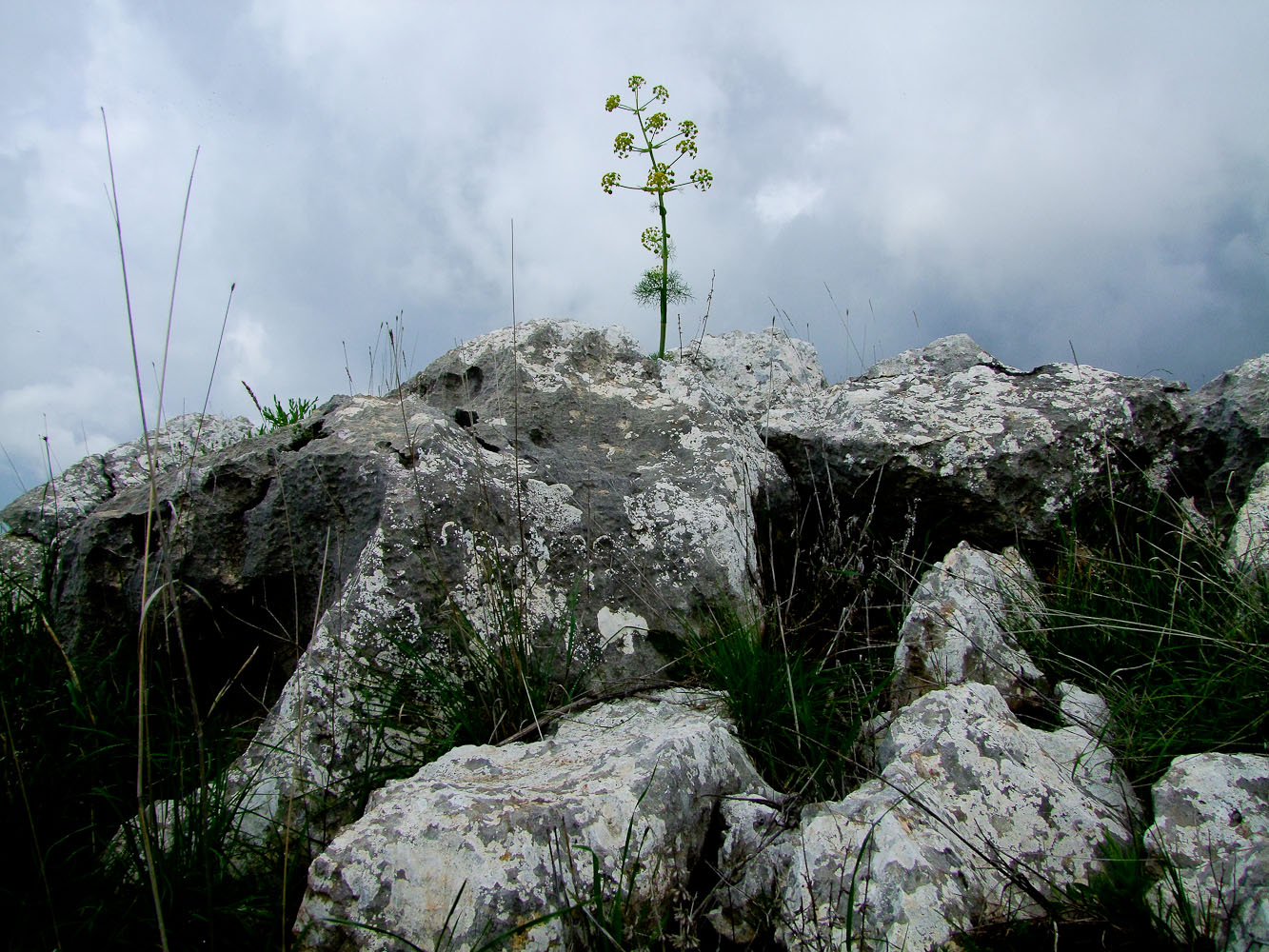 Image of Ferula communis specimen.