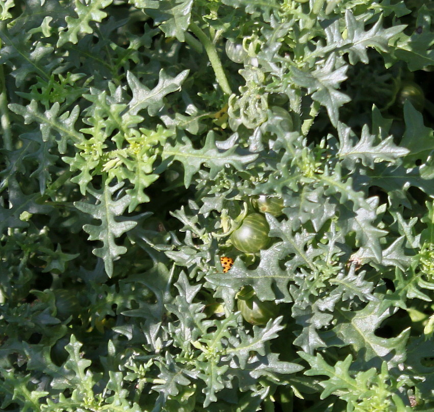 Изображение особи Solanum triflorum.