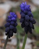 Muscari neglectum