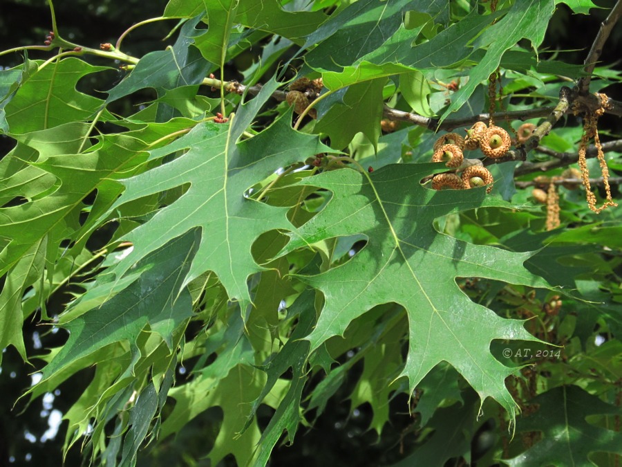 Image of Quercus rubra specimen.