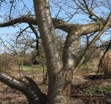 Prunus serrulata. Скелетные ветви кроны ('Shirofugen'). Германия, г. Дюссельдорф, Ботанический сад университета. 10.03.2014.