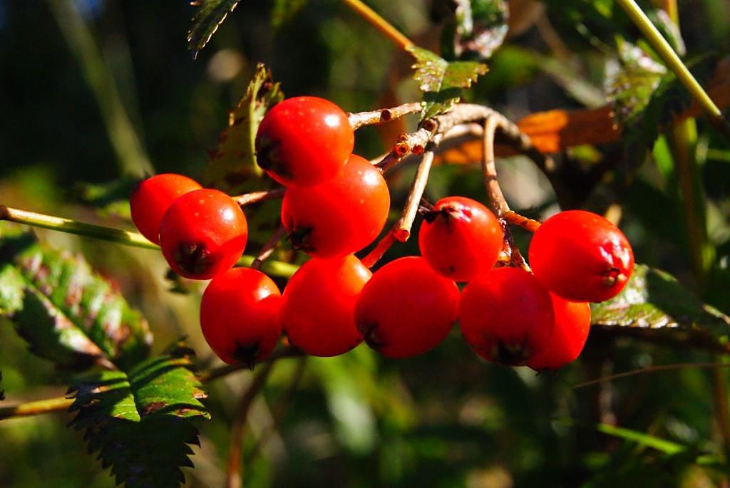 Image of genus Sorbus specimen.