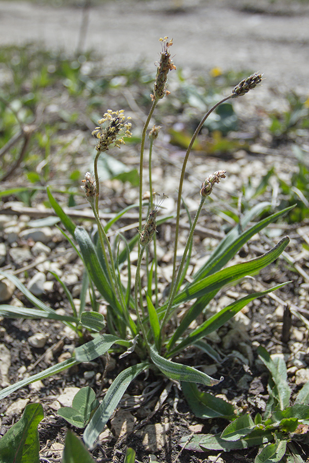 Изображение особи Plantago lanceolata.