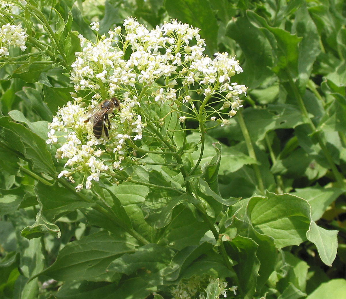 Image of Cardaria draba specimen.