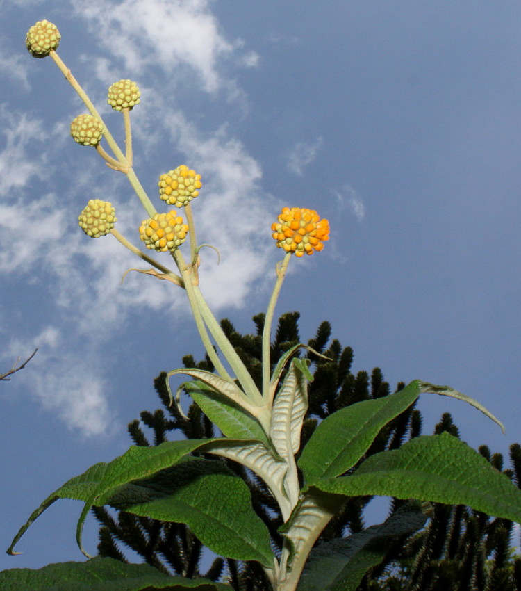 Изображение особи Buddleja globosa.