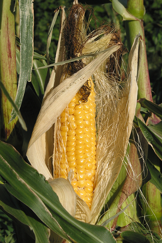 Image of Zea mays specimen.